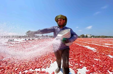 Torbalı’da domatesler güneşe serildi, ova kırmızıya büründü 