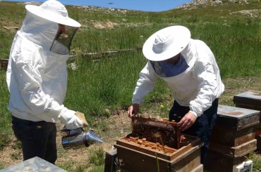 Toroslarda bahar: 2 bin 400 rakıma taşınan arılar mesaiye başladı 