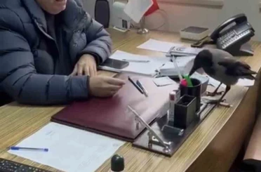 Trabzon’da belediye başkanının gülümseten karga diyaloğu 