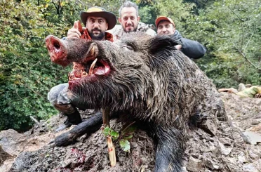Trabzon’da sürek avında 300 kg’lık domuz fişeklerin hedefi oldu 