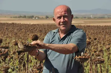 Trakya’da üreticiler ayçiçeği hasadında sona yaklaştı
