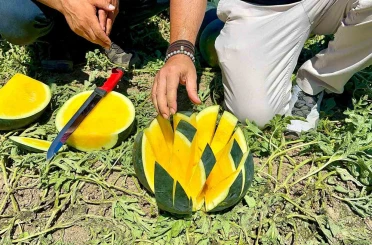 ’Tropical Sunshine’ üreticinin yüzünü güldürüyor 