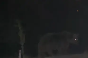 Tunceli’de ayılar ilçe merkezinde yiyecek ararken görüntülendi

