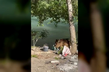 Tunceli’de bozayı piknikçilerin sofrasına misafir oldu 