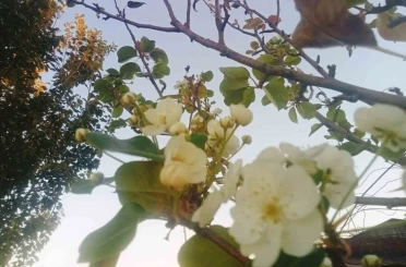 Tunceli’de çiçek açan armut ağacı şaşırttı 