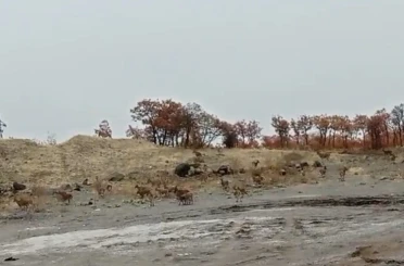 Tunceli’de dağ keçisi sürüsü görüntülendi 