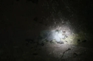 Tunceli’de gece kamerasında domuz ve ayı aynı anda görüntülendi 
