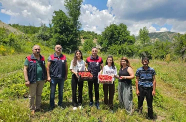 Tunceli’de kadın üreticilerin çilek hasadı yüz güldürdü 
