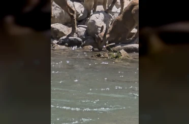 Tunceli’de koruma altındaki dağ keçileri görüntülendi 