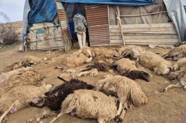 Tunceli’de kurt paniği: 64 koyun telef oldu, 11 koyun yaralı 