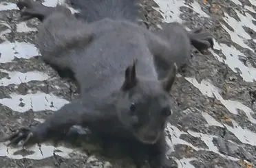 Tunceli’de nadir görülen kara sincap görüntülendi