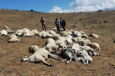 Tunceli’de sürüye yıldırım düştü: 58 koyun telef oldu 