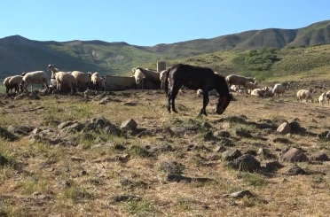 Tunceli’de üreticiler hayvan başına yaklaşık 30 TL ödeyerek yaylalardan faydalanabiliyor 