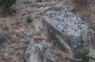 Tunceli’de vaşak görüntülendi 