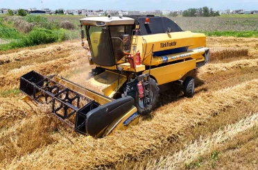 Turfanda buğdayda hasat başladı: Rekolte yüz güldürdü 