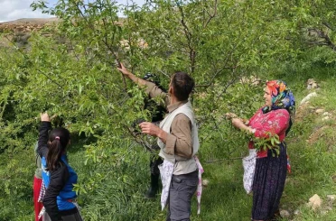 Turfanda çağla hasadı erken başladı 