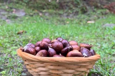 Türkeli’de kestane sezonunda vatandaşlar ormana akın etti 