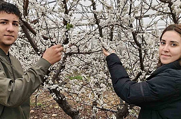 Türkiye karla kaplıyken Silifke’de erik ağaçları çiçek açtı 