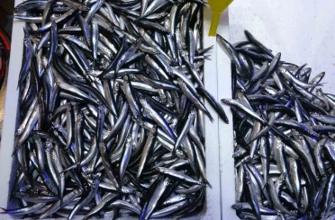 Türkiye’nin hamsi ihracatında Avrupa ülkeleri ilk sırada 