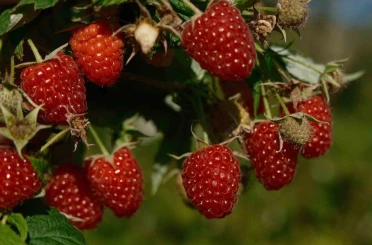 Türkiye’nin ihtiyacını Bursa’daki bu ilçe üretiyor 