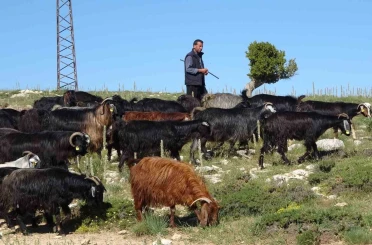 Türkiye’nin keçi yetiştirme merkezi Mersin: Toroslar yeşerdi, Yörüklerin zorlu mesaisi başladı 