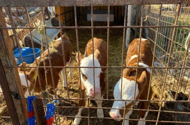 Üçüz buzağılara altınlı tebrik 