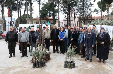 Ula’da üreticiye zeytin ve ceviz fidanı desteği 