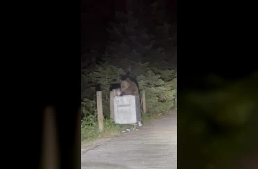 Uludağ’da aç kalan ayı çöpten yemek aradı 