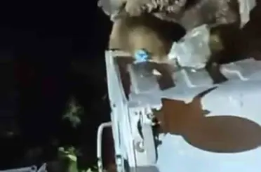 Uludağ’da aç kalan ayı yemek aradı
