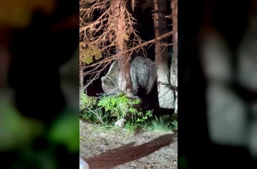 Uludağ’da görülen iri ayı hayrete düşürdü 