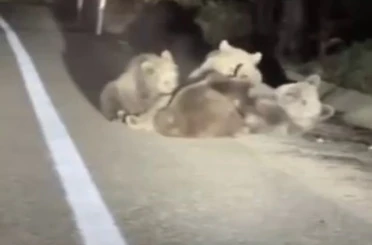 Uludağ’da vahşi doğanın en tatlı anı... Anne ayı yavrularını emzirirken görüntülendi 