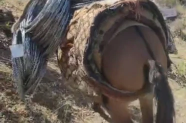 Uludere’de zorlu kaya ıslahı: Malzemeler katırlarla zirveye taşınıyor 