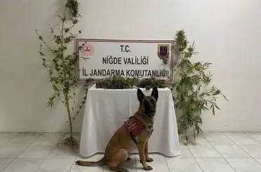 Ulukışla’da uyuşturucu operasyonu: 350 gram uyuşturucu ele geçirildi
