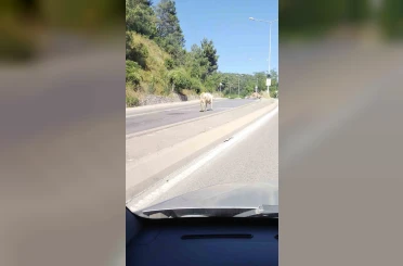 Ümraniye’de cadde ortasında başıboş inek görüntülendi 
