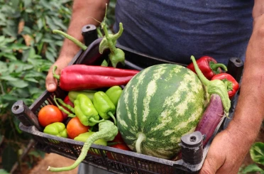 Üreten Bodrum’da hasat devam ediyor 