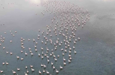 Urmiye Gölü kuruyunca flamingolar Van’a akın etti 