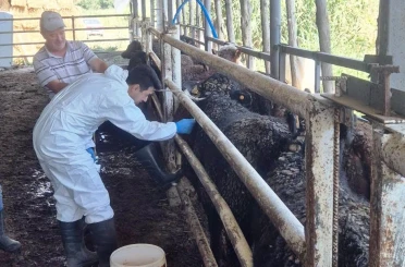 Uruguay’dan getirilen besilik sığırlar Simav’da kontrolden geçiyor 