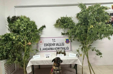 Uyuşturucu bitkisi eken şahıs jandarma tarafından yakalandı 