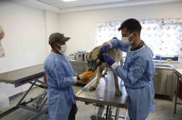Uyuz tanısı konulan 50 köpek tedavi altına alındı 