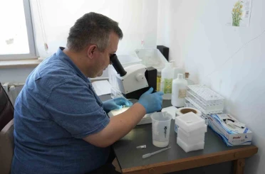 Uzmanından çekirge açıklaması: "1 ay içerisinde kaybolacaklardır" 