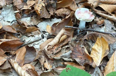 Uzmanından mantar uyarısı: "Hepsi risk içeriyor" 