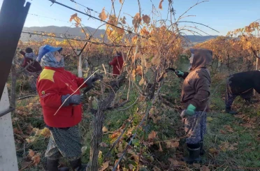 Üzüm bağlarında kadın istihdamı artıyor 