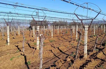 Üzüm üreticisi yenilik peşinde 