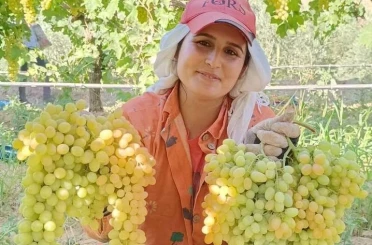 Üzüm yiyin, hastalıklardan korunun 