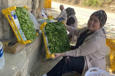 Üzümden önce yaprağı kazandırıyor 