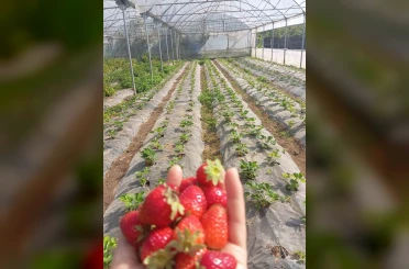 Üzümsü meyve bahçelerinde teknik kontrol yapıldı 