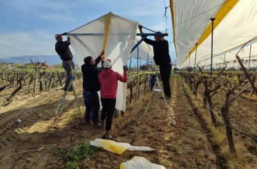 Üzümün başkentinde bağlar tüllerle kaplanıyor 