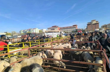 Uzun süredir kapalı olan canlı hayvan pazarı açıldı 