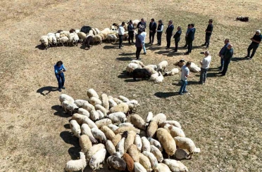 Vali Balcı: "Çiftçilerimize 240 bin koyun verdik" 