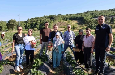 Vali Sözer, huzurevi sakinleriyle çilek hasadı yaptı 
